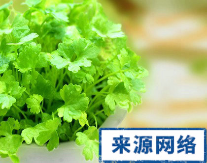 香菜有什麼壞處 有口臭怎麼辦 口臭能吃什麼好